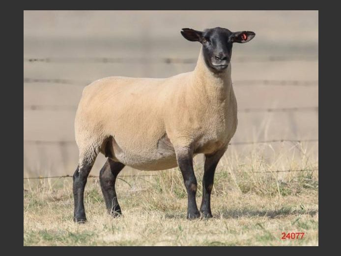 371240077 | DRAVLEIS SUFFOLK