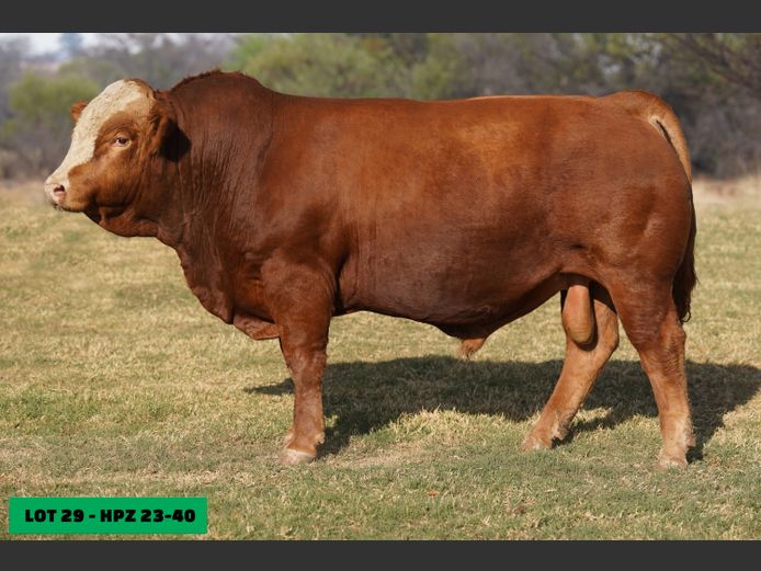 HPZ2340 | JP DU PREEZ BK