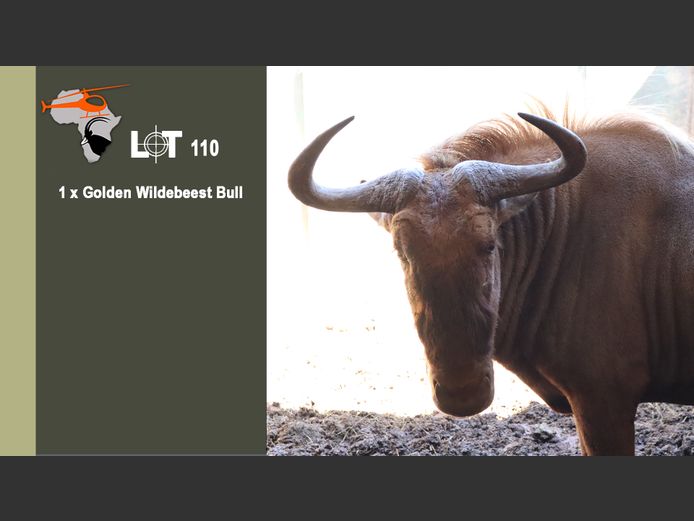 Golden Wildebeest