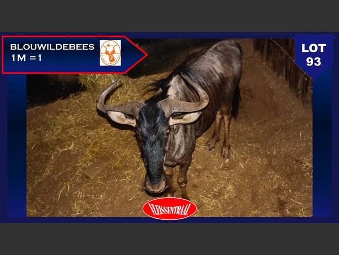 BLUE WILDEBEEST