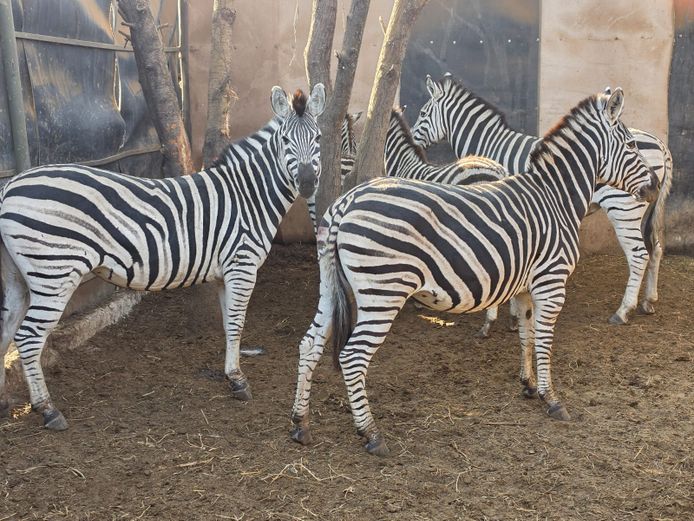 ZEBRA | FUMANIE LODGE