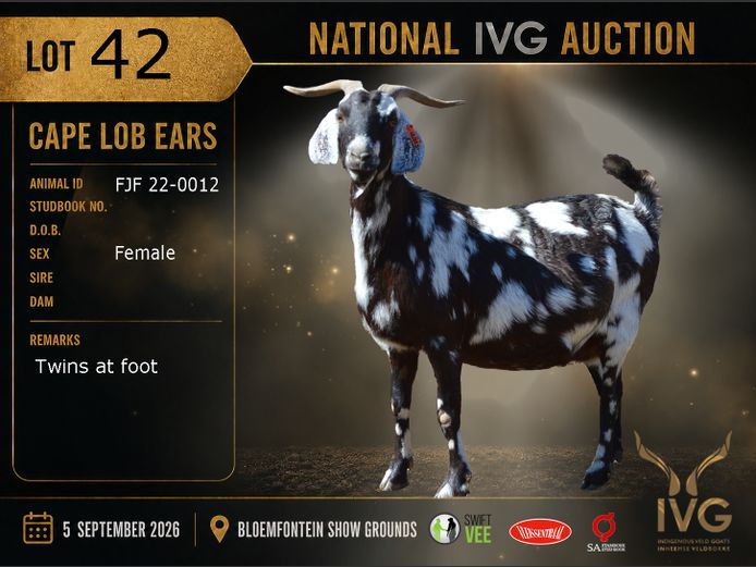 FJF 22-12 | FJF Cape Lob Ears