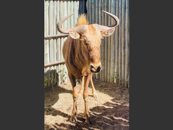 Goue Wildebees bul