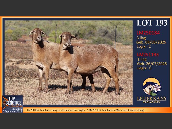 Ewes | LELIEKRANS MEATMASTERS