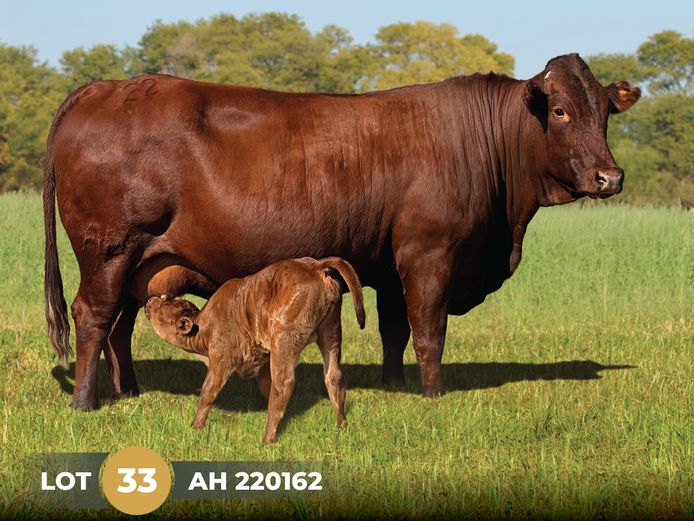 AH  220162 | BOSCHOEK BONSMARAS
