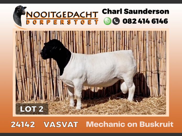 24142 | NOOITGEDACHT  DORPERS