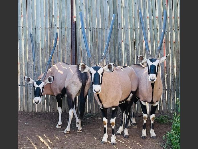Gemsbok Bulle