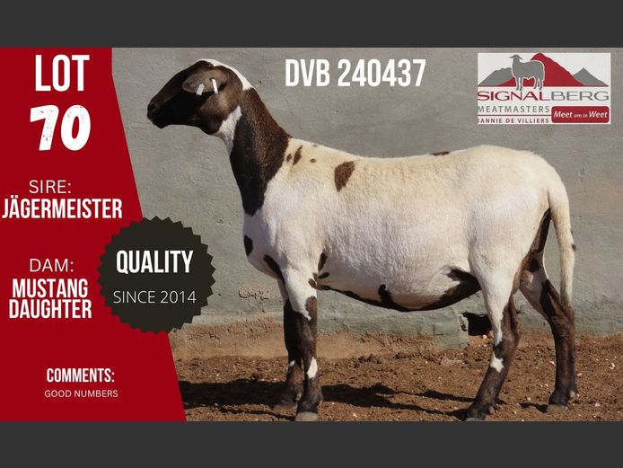 DVB 240437 | SIGNALBERG MEATMASTERS