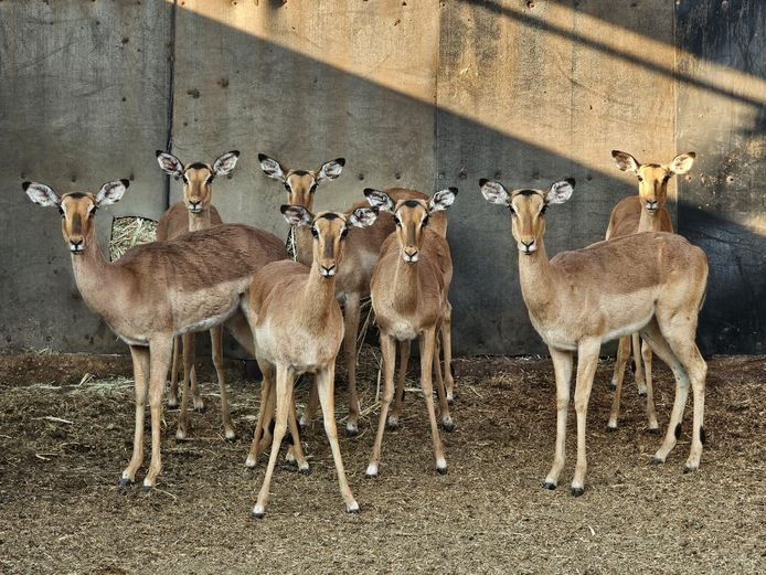 IMPALA | HUGOMOD