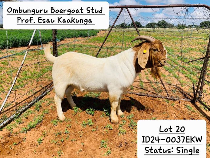 24-0037EKW | PROF. ESAU KAAKUNGA