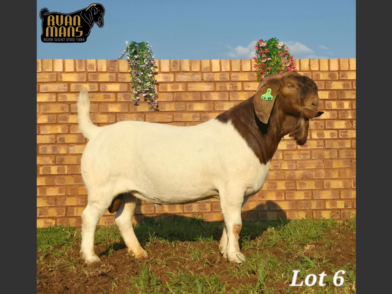 images