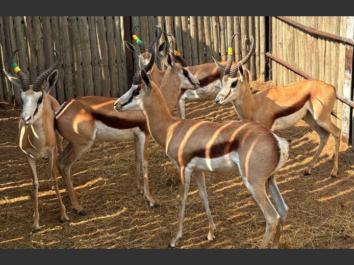 Kalahari Springbok Ramme
