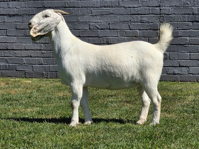 95 24 0078 | MAIZE VALLEY FARMS (PTY) LTD