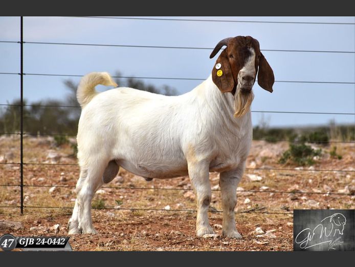 GJB24-0442 | Gert van Wyk