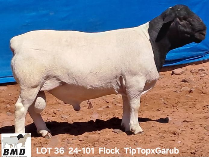 24-101 | BROER MARITZ DORPERS