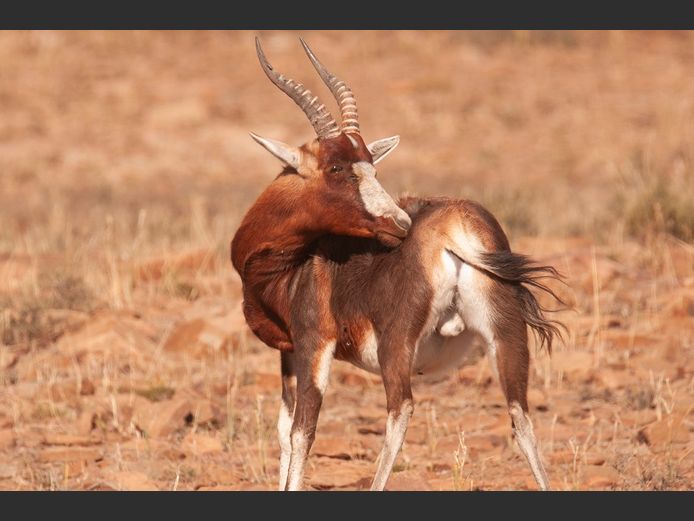 Blesbok Rams | SANParks - Mountain Zebra National Park