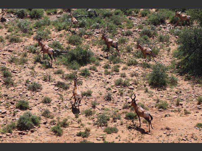 Red Hartebeest Mixed | SANParks - ADDO Elephant National Park
