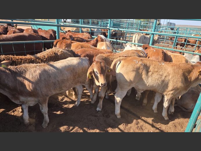 AGRA GOBABIS WEANER AUCTION
