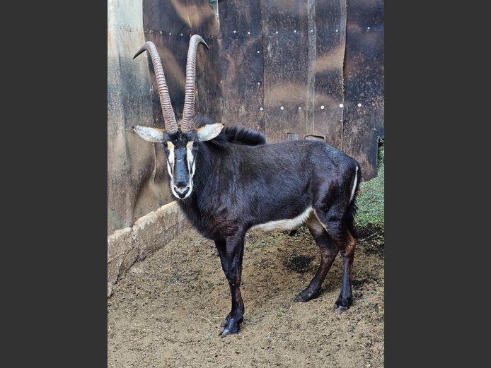 SABLE 42" | MABALINGWE