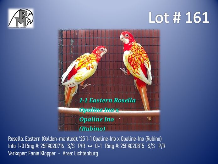 1-1 '25 Rosella: Eastern (Golden-mantled): Opaline-Ino x Opaline-Ino (Rubino) - Fanie Klopper