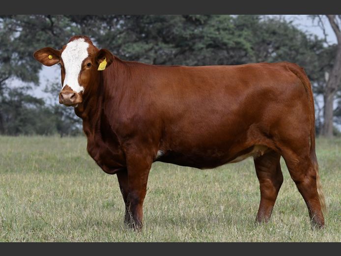 MW23406 | MICA SIMBRA