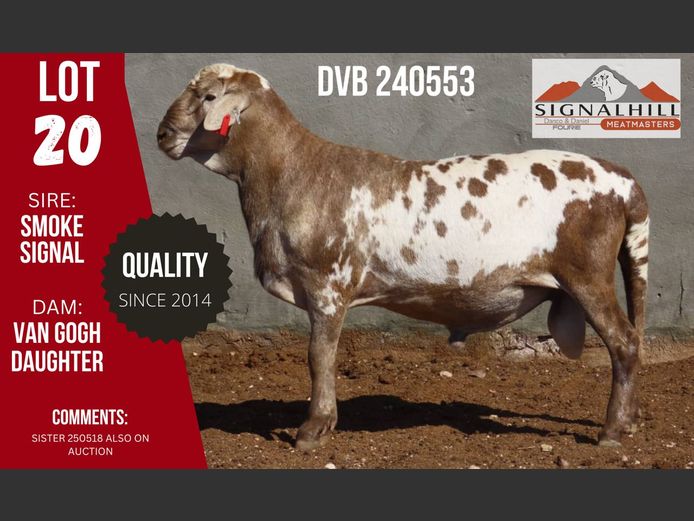 DVB 240553 | SIGNALBERG MEATMASTERS