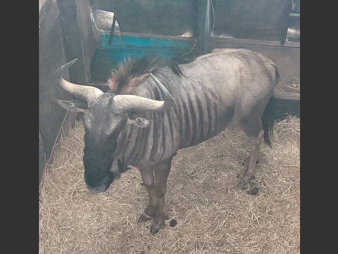 Blouwildebees Jagbul