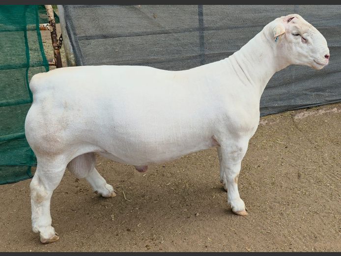 888 24 0355 | West Front Dorpers