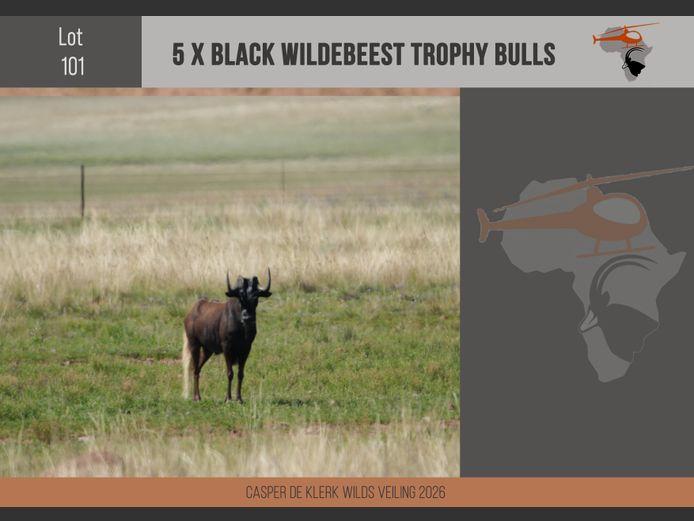 Black Wildebeest