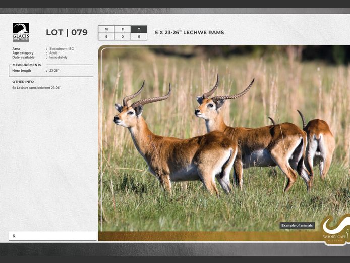 Lechwe | G.E. Harvey