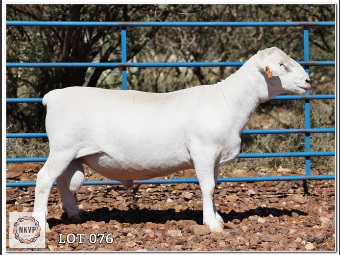 1790 24 0673W | J.J. VAN DER COLFF (WIT DORPERS)