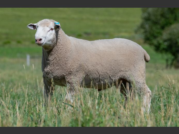 MS 250022 | J.L. DU RANDT