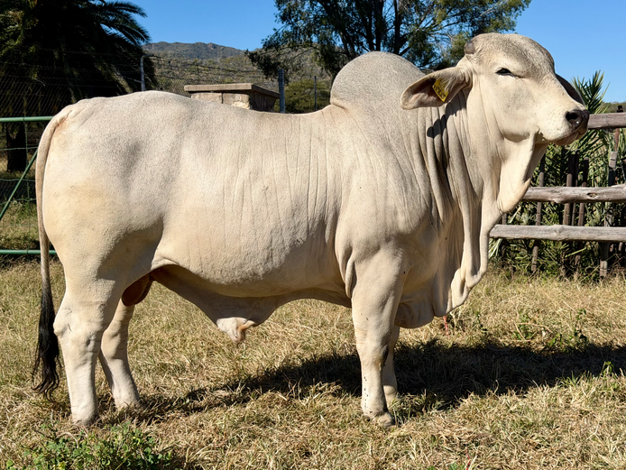 23-0541KU | KUPFERBERG BRAHMAN