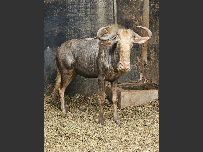 KING WILDEBEEST | VIKELA GAME