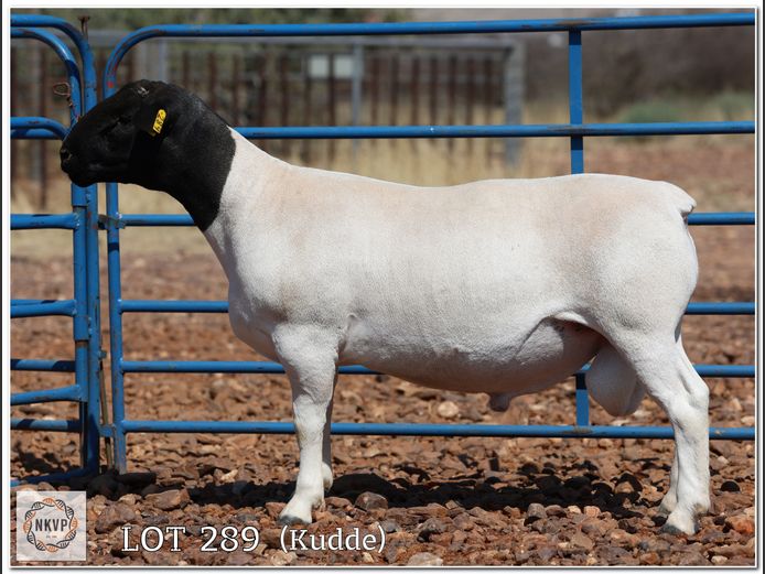 2052 24 0219 | MNR. LOUIS VAN RENSBURG