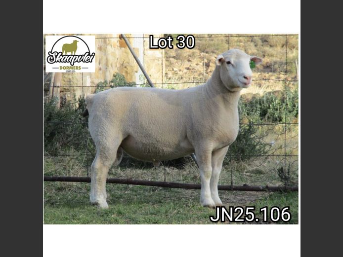 JN250106 | J.J. NEL & SEUN