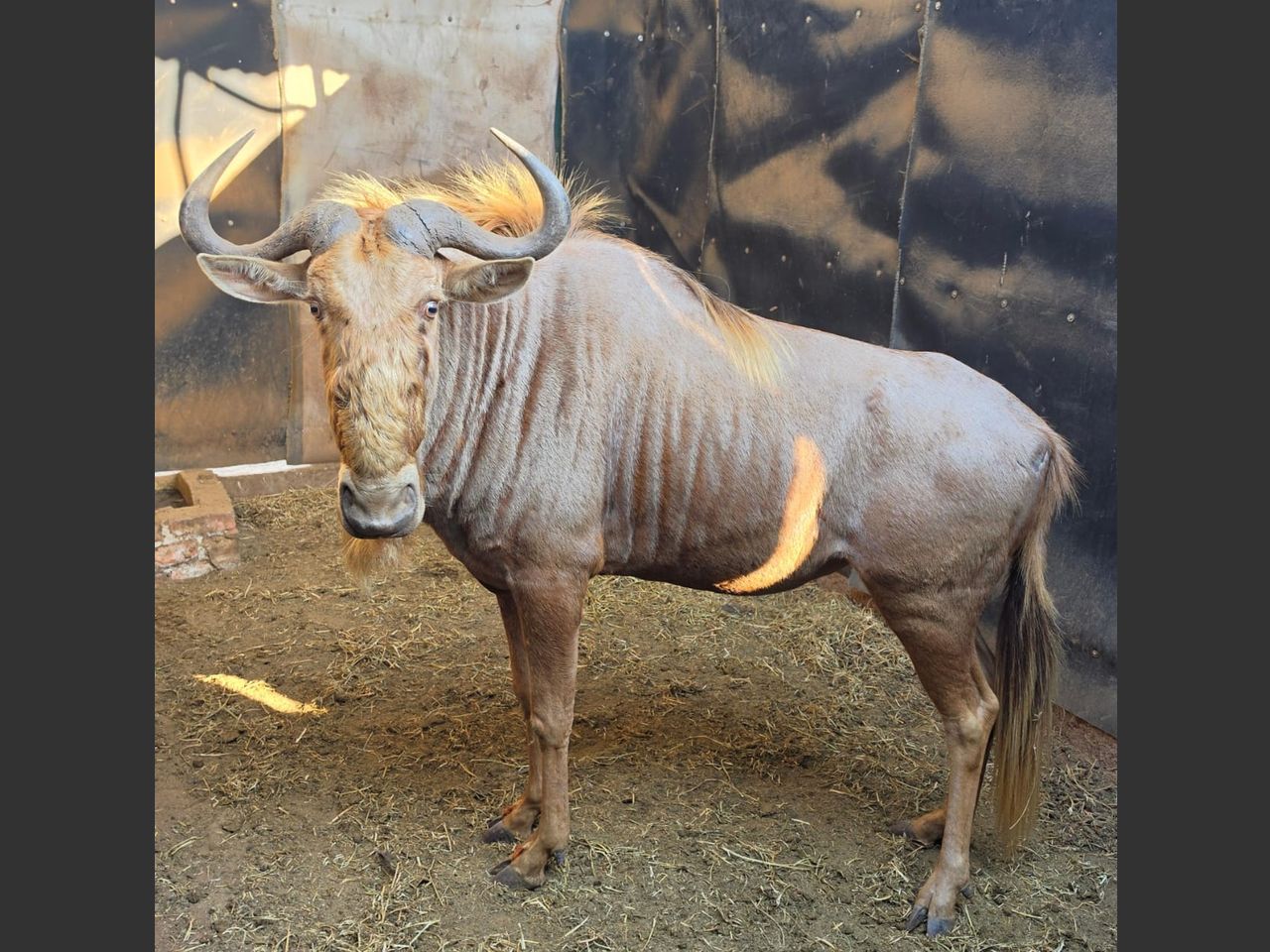 images