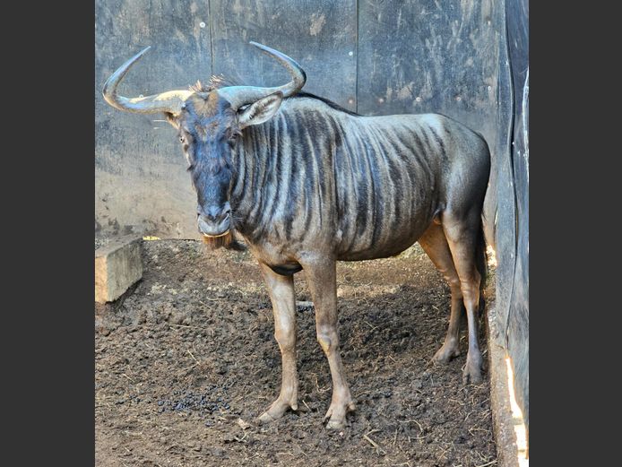 BLUE WILDEBEEST | BUFFELSPOORT