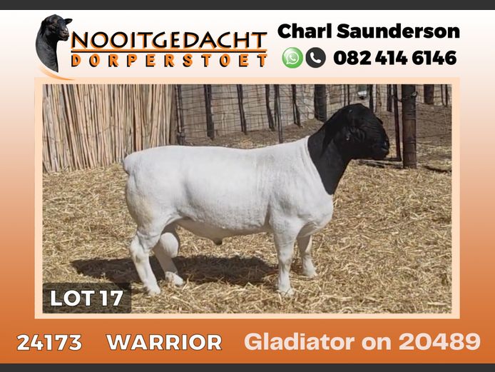 24173 | NOOITGEDACHT  DORPERS