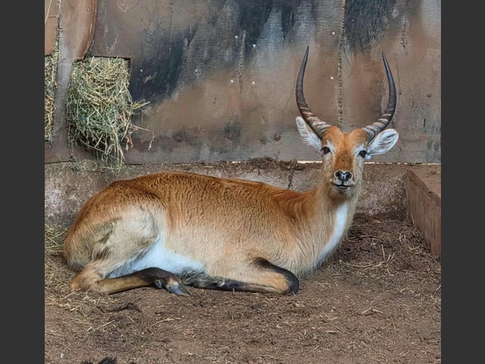 LECHWE | MORGAN FARMSTEAD