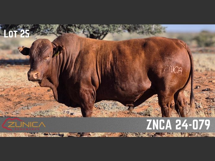 ZNCA230079HH(c) |  N.J. VAN HEERDEN