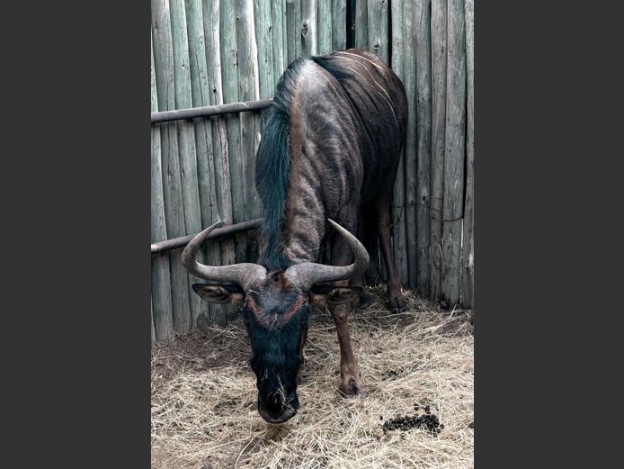 Blouwildebees Bul