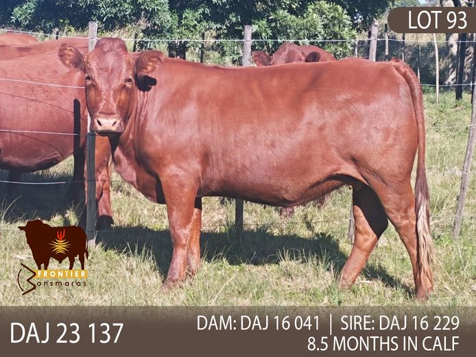 DAJ 230137 | J.D. STIRK