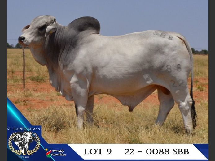 22-0088SBB | ST. BLAIZE BRAHMAN STOET