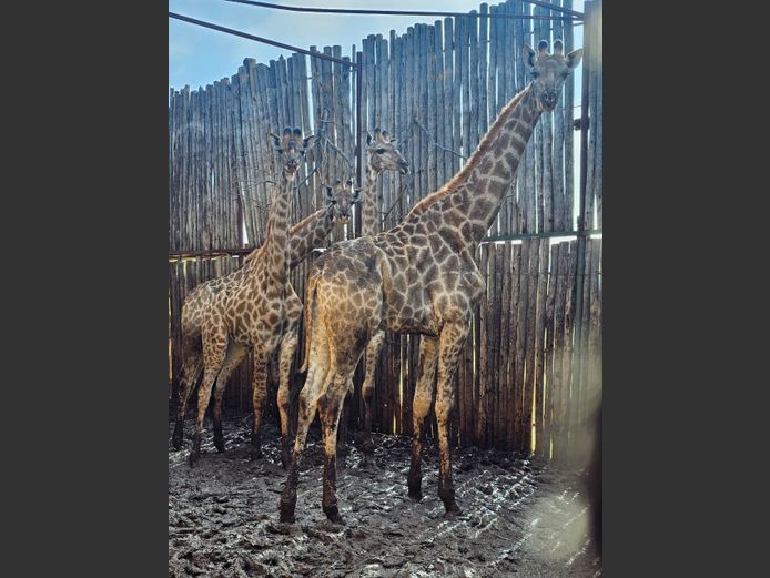 GIRAFFE | NYLSVLEI