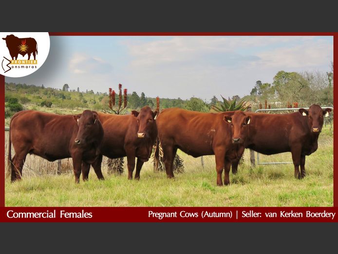 Commercial Animals | van Kerken Boerdery