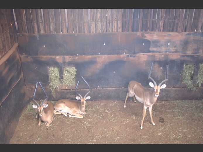 ROOIBOKKE