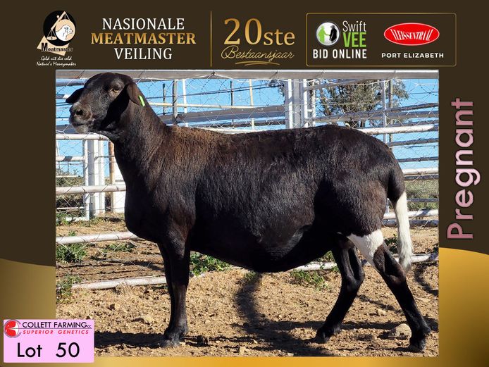 CC 22 0379 | COLLETT FARMING CC