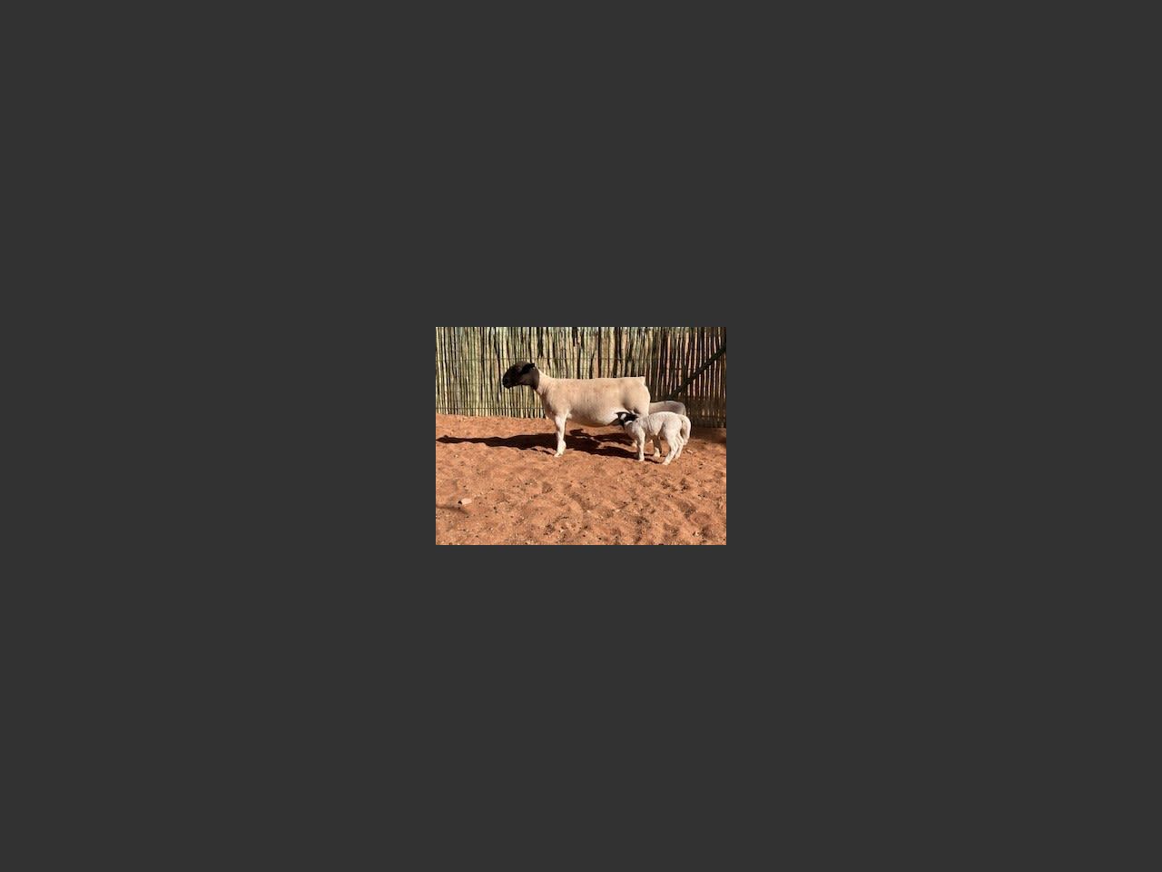 images