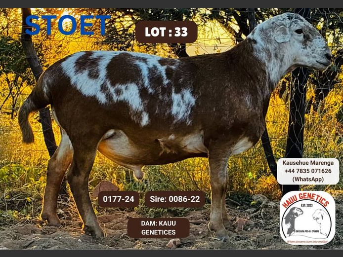 24-0177 | KAUU GENETICS